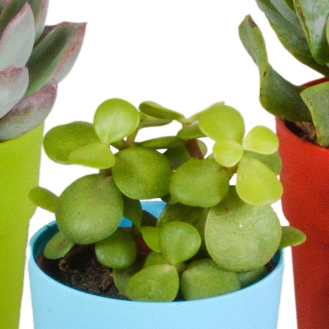 Vetplanten mix 5.5 cm - 5x - in gekleurde plasticpot