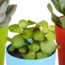 Vetplanten mix 5.5 cm - 5x - in gekleurde plasticpot