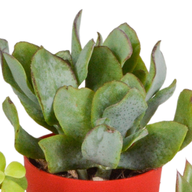 Vetplanten mix 5.5 cm - 5x - in gekleurde plasticpot