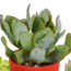 Vetplanten mix 5.5 cm - 5x - in gekleurde plasticpot