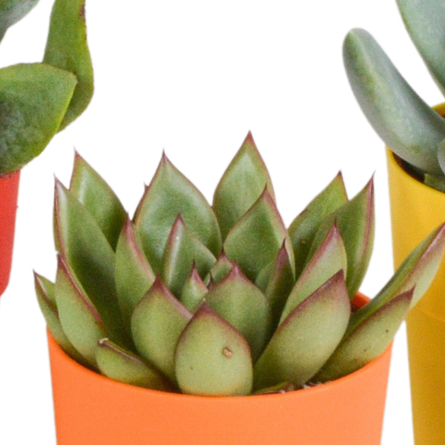 Vetplanten mix 5.5 cm - 5x - in gekleurde plasticpot