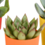 Vetplanten mix 5.5 cm - 5x - in gekleurde plasticpot
