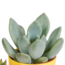 Vetplanten mix 5.5 cm - 5x - in gekleurde plasticpot