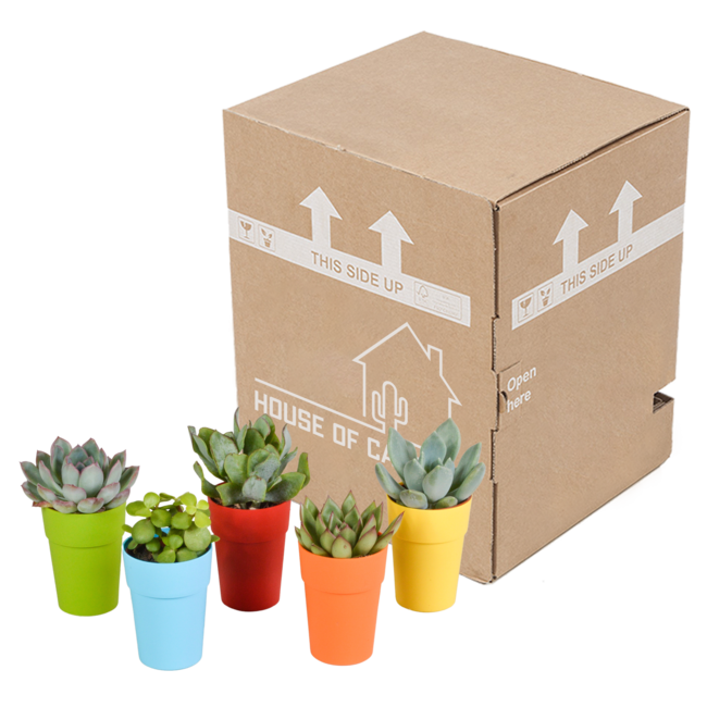 Vetplanten mix 5.5 cm - 5x - in gekleurde plasticpot