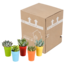 Vetplanten mix 5.5 cm - 5x - in gekleurde plasticpot