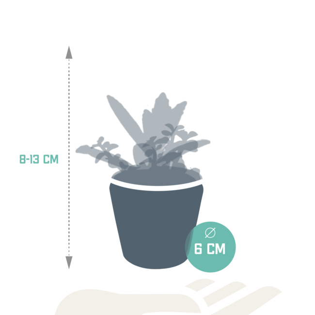 Vetplanten mix 5.5 cm - 5x - in Mexicaanse pot