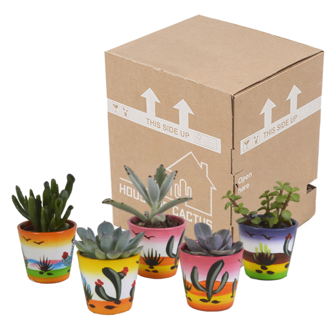 Vetplanten mix 5.5 cm - 5x - in Mexicaanse pot
