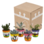 Vetplanten mix 5.5 cm - 5x - in Mexicaanse pot