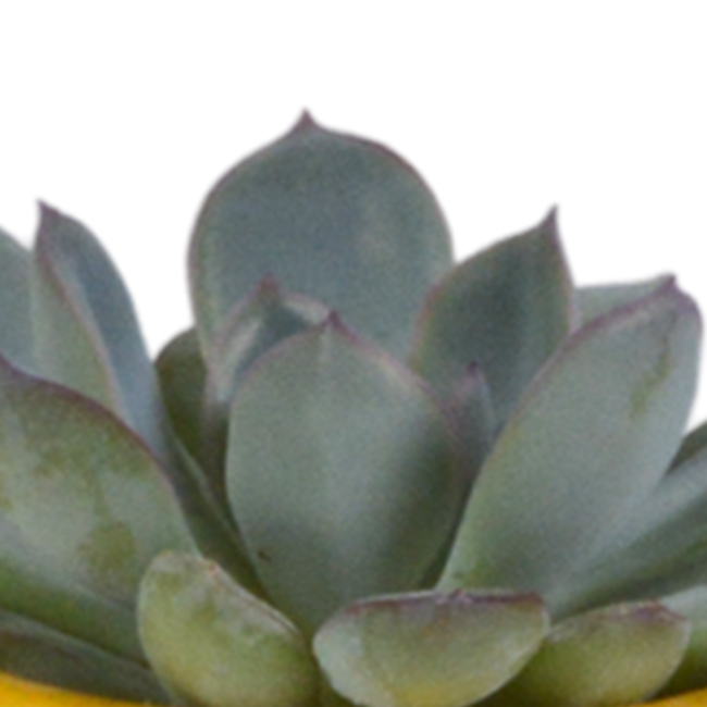 Vetplanten mix 5.5 cm - 5x - in Mexicaanse pot