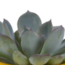 Vetplanten mix 5.5 cm - 5x - in Mexicaanse pot