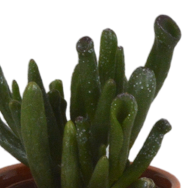 Vetplanten mix 5.5 cm - 5x - in Mexicaanse pot