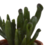Vetplanten mix 5.5 cm - 5x - in Mexicaanse pot