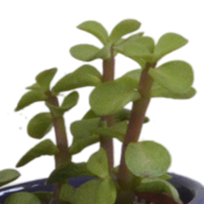 Vetplanten mix 5.5 cm - 5x - in Mexicaanse pot