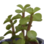 Vetplanten mix 5.5 cm - 5x - in Mexicaanse pot