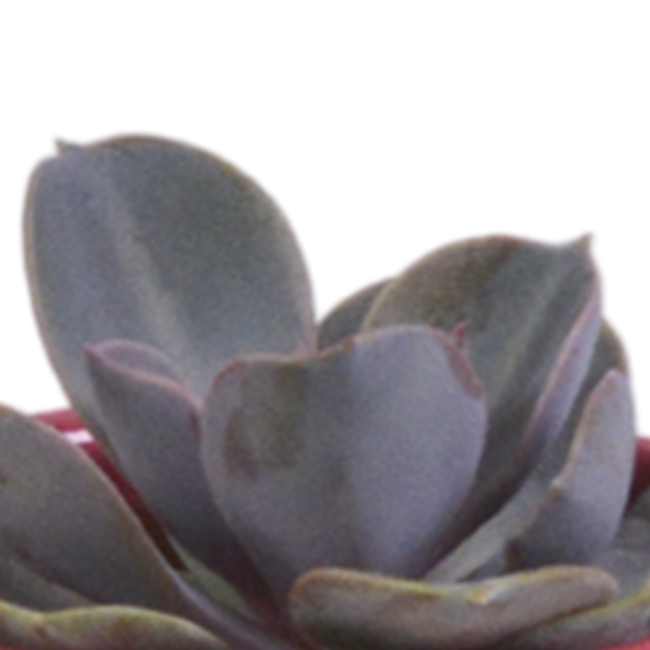 Vetplanten mix 5.5 cm - 5x - in Mexicaanse pot