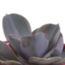 Vetplanten mix 5.5 cm - 5x - in Mexicaanse pot