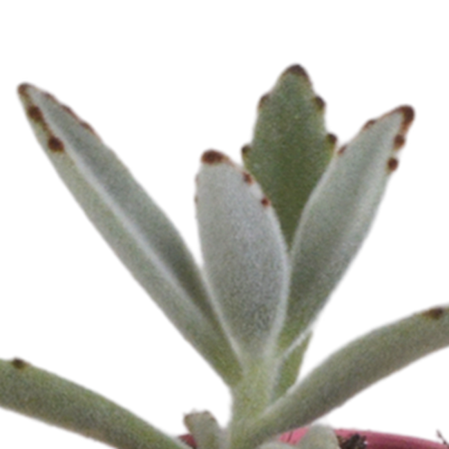 Vetplanten mix 5.5 cm - 5x - in Mexicaanse pot