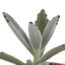 Vetplanten mix 5.5 cm - 5x - in Mexicaanse pot
