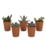 Vetplanten mix 5.5 cm - 5x - in terracotta pot