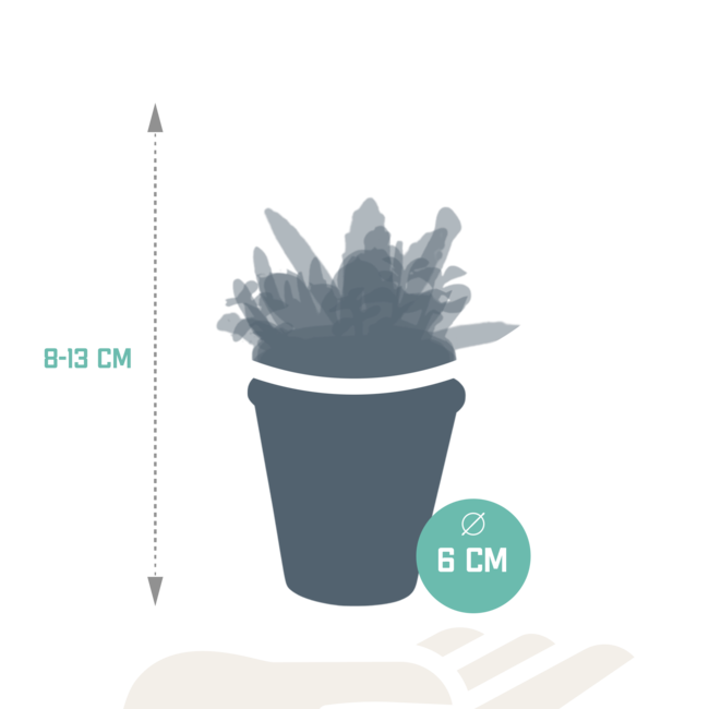 Vetplanten mix 5.5 cm - 5x - in terracotta pot
