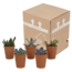 Vetplanten mix 5.5 cm - 5x - in terracotta pot