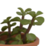 Vetplanten mix 5.5 cm - 5x - in terracotta pot