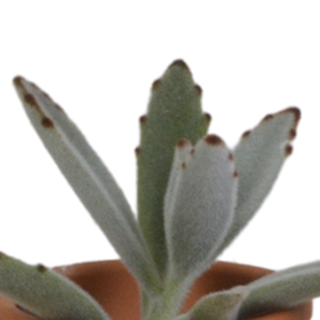 Vetplanten mix 5.5 cm - 5x - in terracotta pot