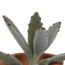 Vetplanten mix 5.5 cm - 5x - in terracotta pot