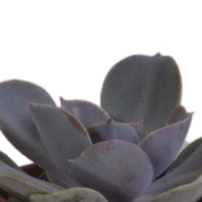 Vetplanten mix 5.5 cm - 5x - in terracotta pot