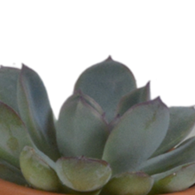 Vetplanten mix 5.5 cm - 5x - in terracotta pot