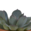 Vetplanten mix 5.5 cm - 5x - in terracotta pot