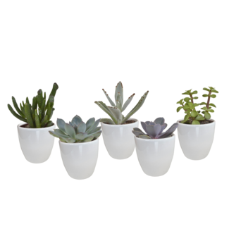 Vetplanten mix 5.5 cm - 5x - in witte pot