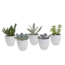 Vetplanten mix 5.5 cm - 5x - in witte pot