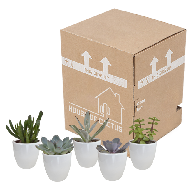 Vetplanten mix 5.5 cm - 5x - in witte pot