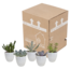 Vetplanten mix 5.5 cm - 5x - in witte pot