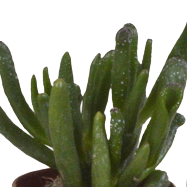 Vetplanten mix 5.5 cm - 5x - in witte pot