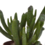 Vetplanten mix 5.5 cm - 5x - in witte pot
