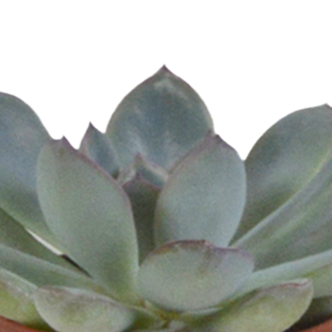 Vetplanten mix 5.5 cm - 5x - in witte pot