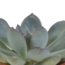 Vetplanten mix 5.5 cm - 5x - in witte pot