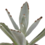 Vetplanten mix 5.5 cm - 5x - in witte pot