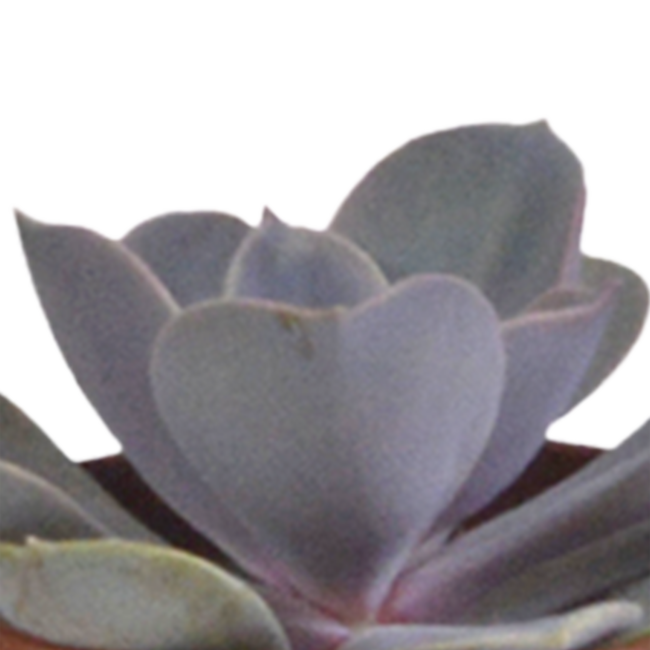 Vetplanten mix 5.5 cm - 5x - in witte pot