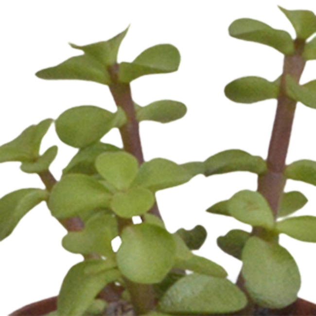 Vetplanten mix 5.5 cm - 5x - in witte pot