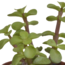 Vetplanten mix 5.5 cm - 5x - in witte pot