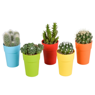Cactus mix 5.5 cm - 5x - in gekleurde plasticpot