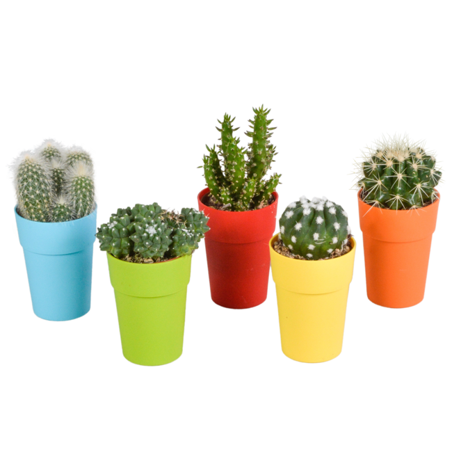 Cactus mix 5.5 cm - 5x - in gekleurde plasticpot