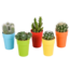 Cactus mix 5.5 cm - 5x - in gekleurde plasticpot