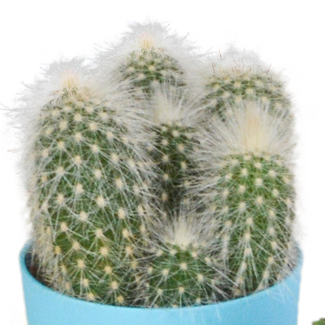 Cactus mix 5.5 cm - 5x - in gekleurde plasticpot