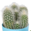 Cactus mix 5.5 cm - 5x - in gekleurde plasticpot