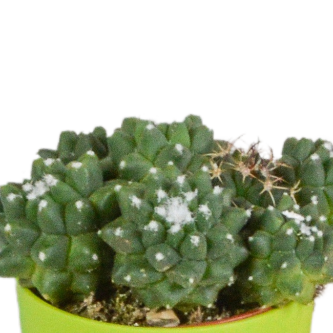 Cactus mix 5.5 cm - 5x - in gekleurde plasticpot