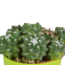 Cactus mix 5.5 cm - 5x - in gekleurde plasticpot